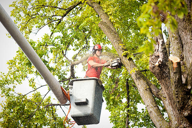 The Steps Involved in Our Tree Care Process in Pearl City, HI